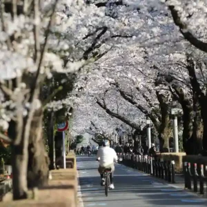 Tokyo Bike Tour from Aoyama - Shibuya, Tokyo Tower, Imperial Palace (Morning Ride)