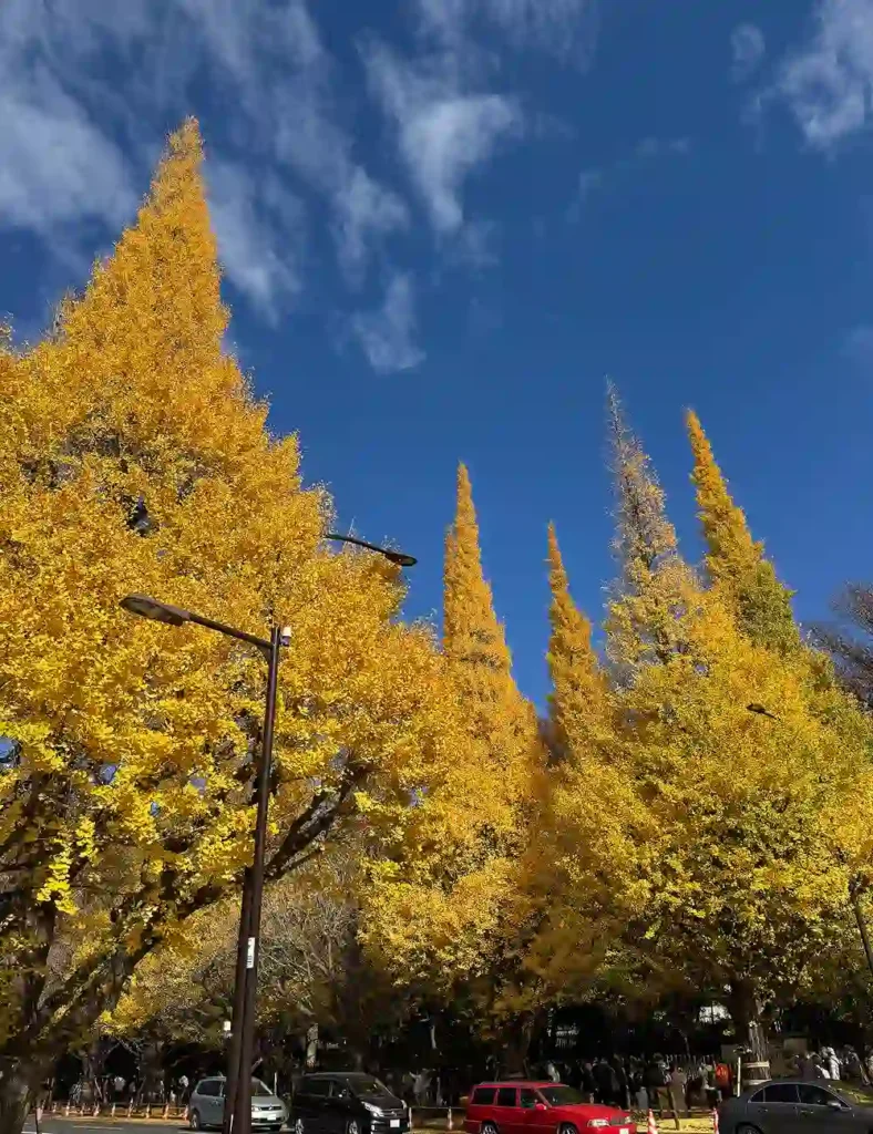 Meiji Jingu Gaien ginkgo avenue in autumn near Aoyama Tokyo