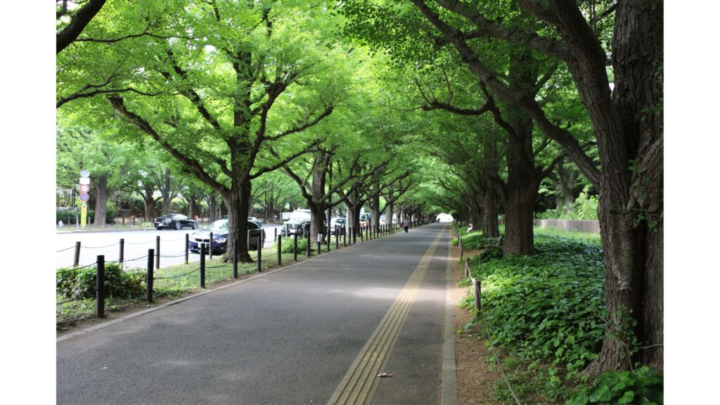  Biking in Meji Jingu Ginko Avenue