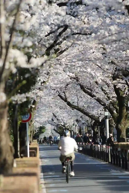 cherry blossom ride